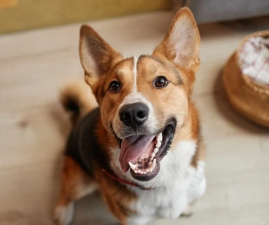 Portrait of Biscuit